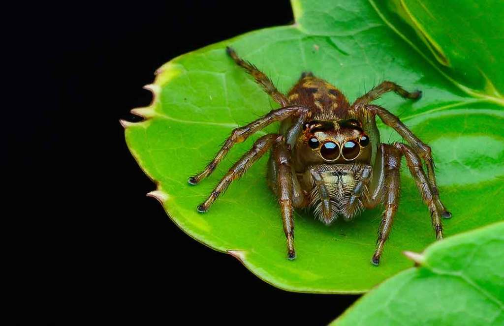 Watching Spiderman and Antman might help you overcome your fear of bugs (Video)